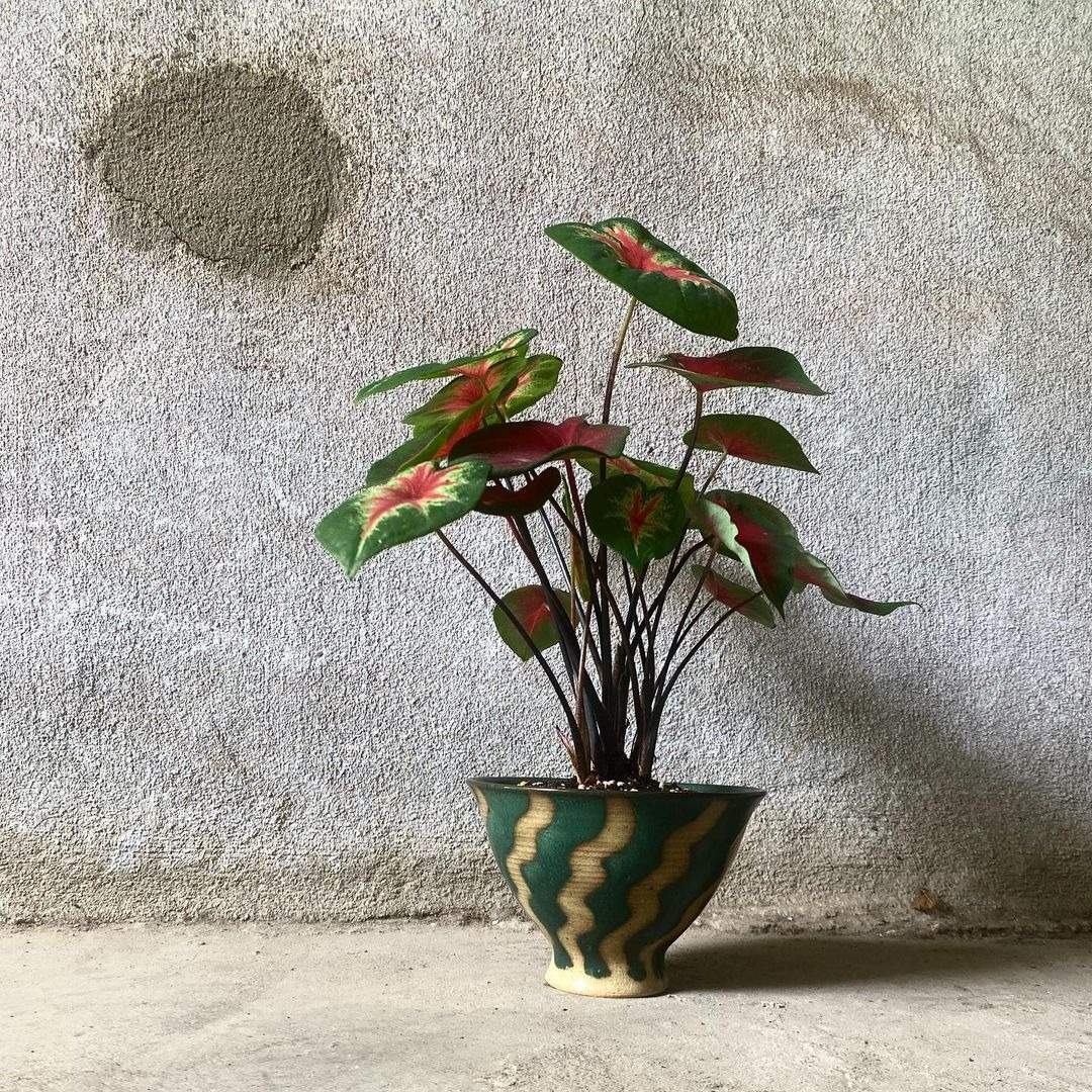 トリノスでは 自社にて茶碗などの陶器に穴を開けて オリジナルの植木鉢を作ったりもしております 和食器と観葉植物の相性もよいと思います すくすく育っております 21 08 24 リサイクルショップ Torinoth