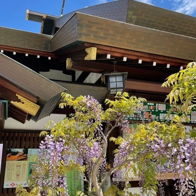 こんにちは 東京大神宮です 桜は葉桜へと変わり 続いて藤の花が見ごろを迎えました 藤は古典文学にも数多く登場する花です 21 04 11 東京大神宮
