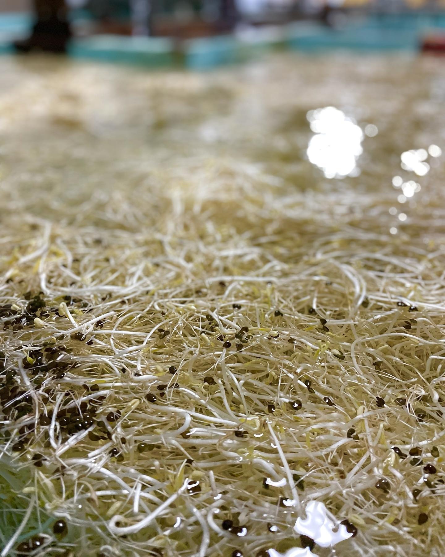 飯塚さんの深谷もやしはじめました 飯塚さんのもやしは 味も香りも歯応えも 全然違い 生でも食べられる根っこつきのもやし なのです 22 02 10 神楽坂野菜計画